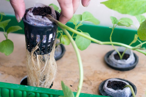 Root Rot Prevention in Hydroponics: Keeping Your Roots Healthy and Your Plants Thriving