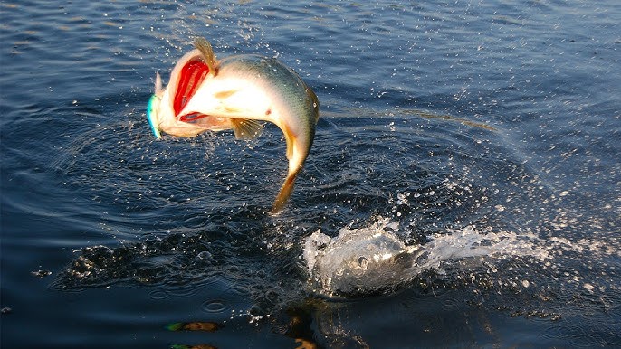 How To Bass Fish: Tips For Success